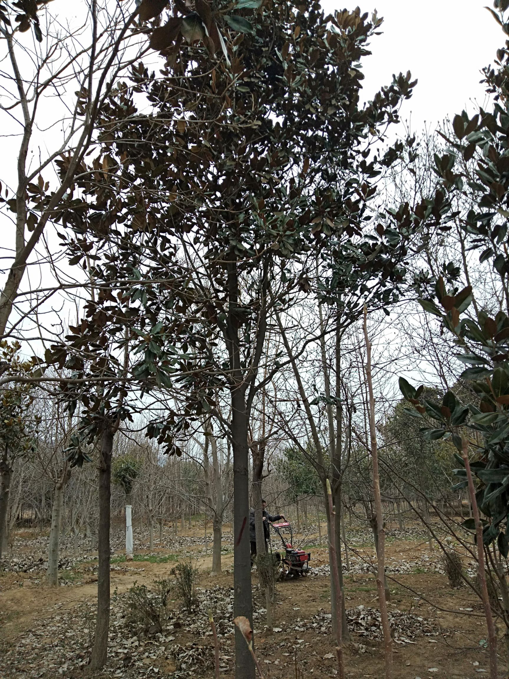 15公分一级广玉兰