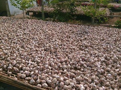 柘城县白皮大蒜 价格可议