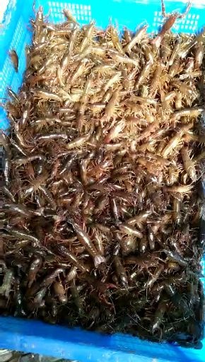 连云港小龙虾苗 