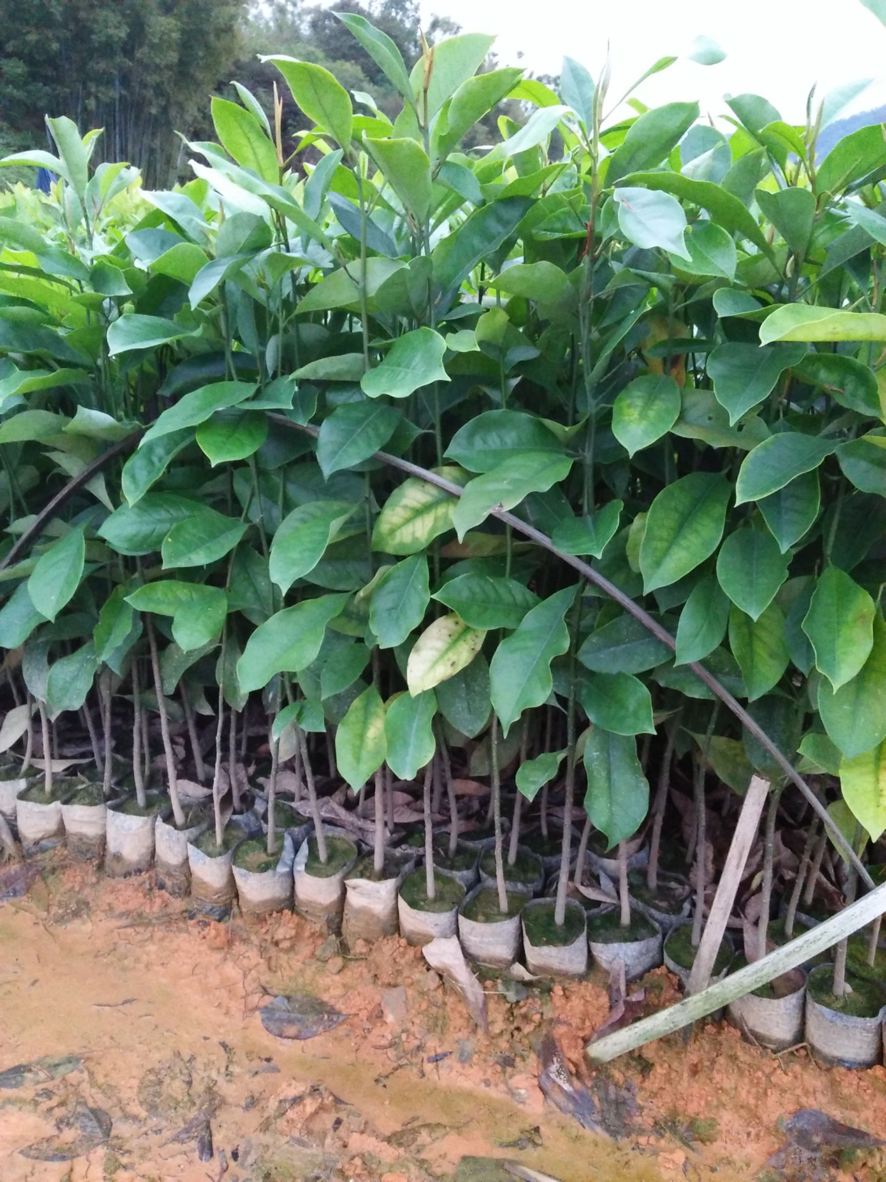  长期供应，，乐昌含笑！量大从优！欢迎到基地选苗！