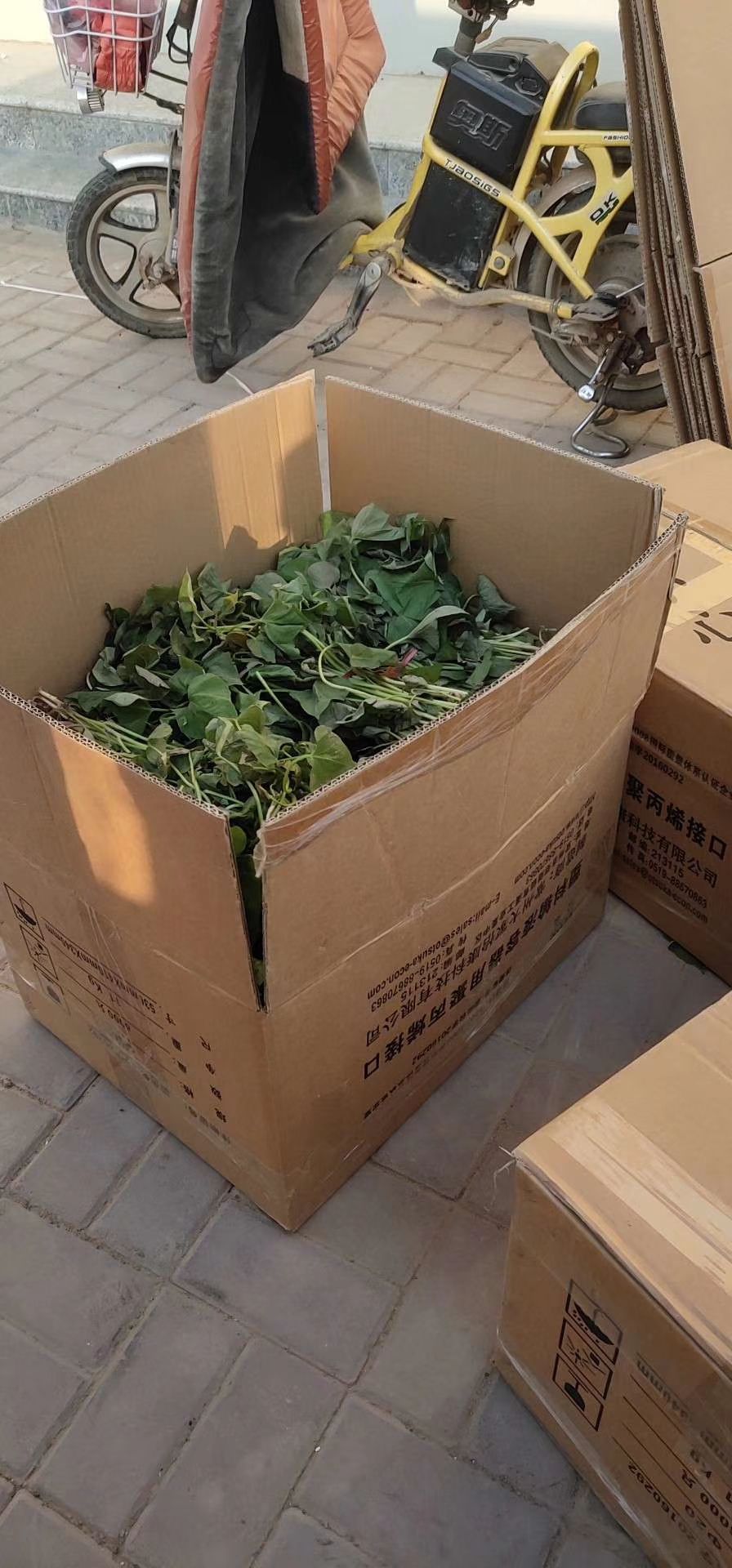 烟薯25号红薯苗 15~25cm 