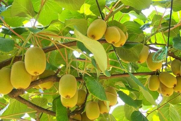 黄心猕猴桃苗 嫁接苗