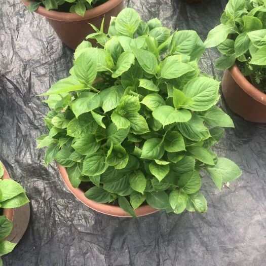成都大八仙花 