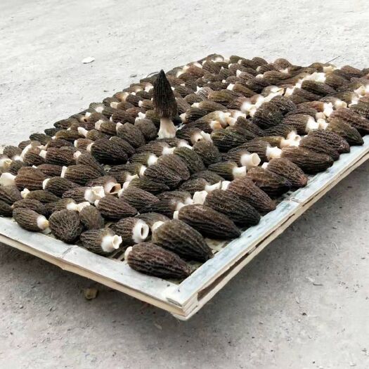 南江县羊肚菌 干货