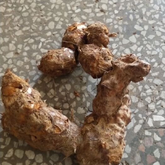邵阳县茯苓 