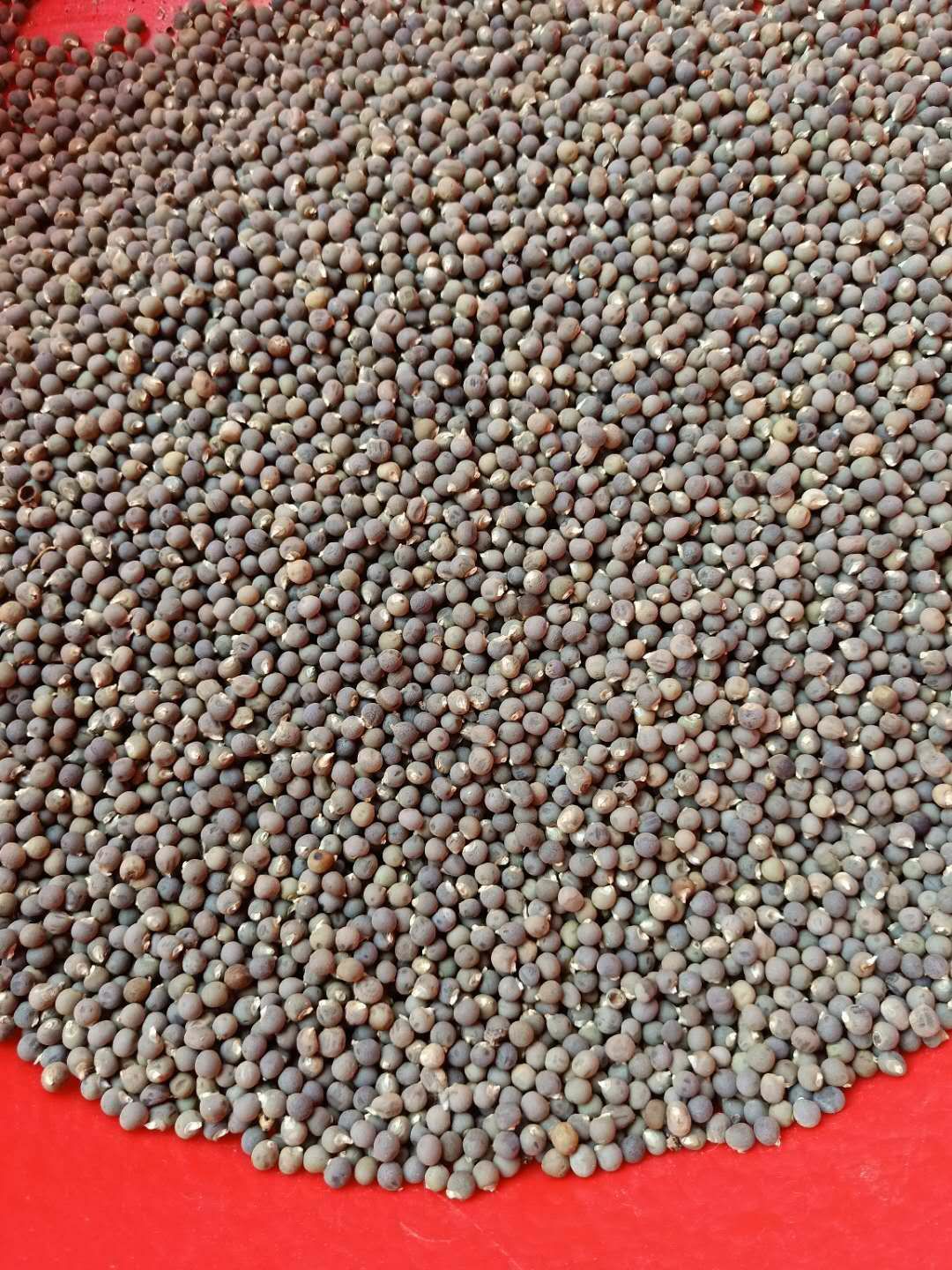 普通秋葵苗  秋葵籽