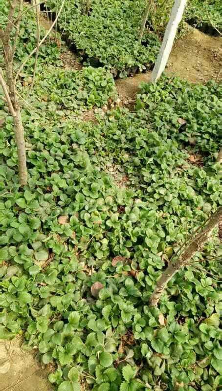 红颜草莓苗 地栽苗 20~30公分