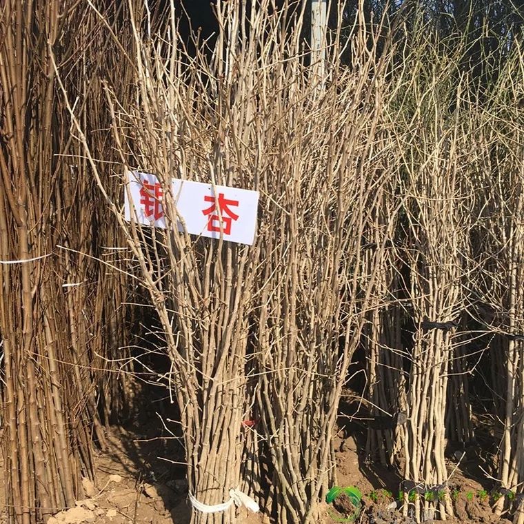 占地拆迁苗 银杏树苗 银杏苗 白果小苗 庭院植物行道绿化苗