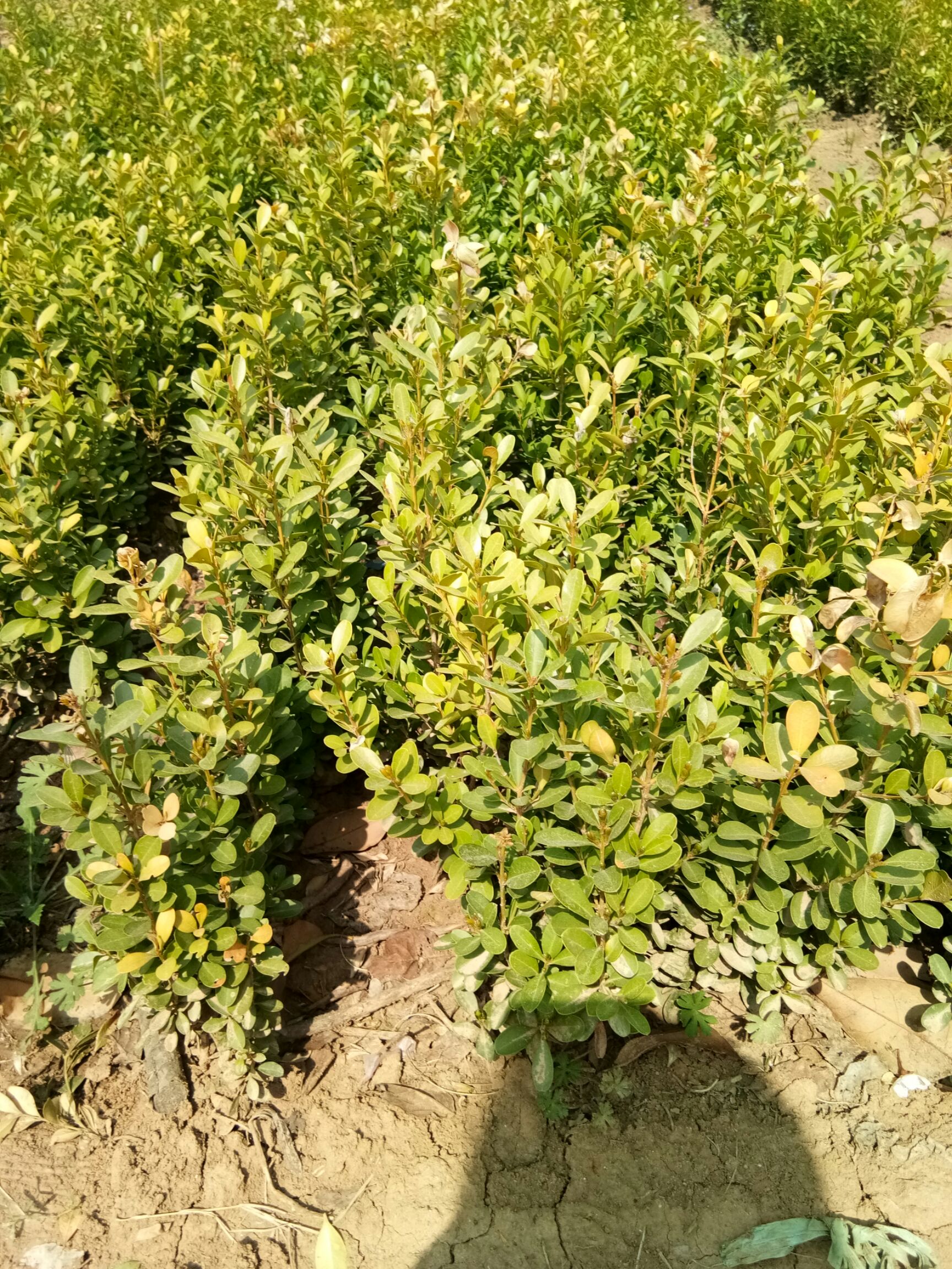 庭院绿篱植物造型树小叶黄杨树苗瓜子黄杨球盆景四季长青冬青树