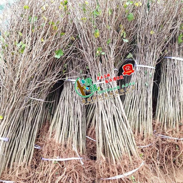 占地拆迁苗 银杏树苗 银杏苗 白果小苗 庭院植物行道绿化苗