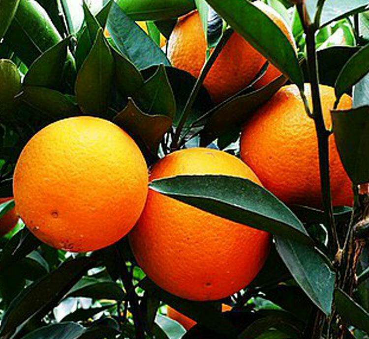 血脐橙 嫁接苗 0.5~1米