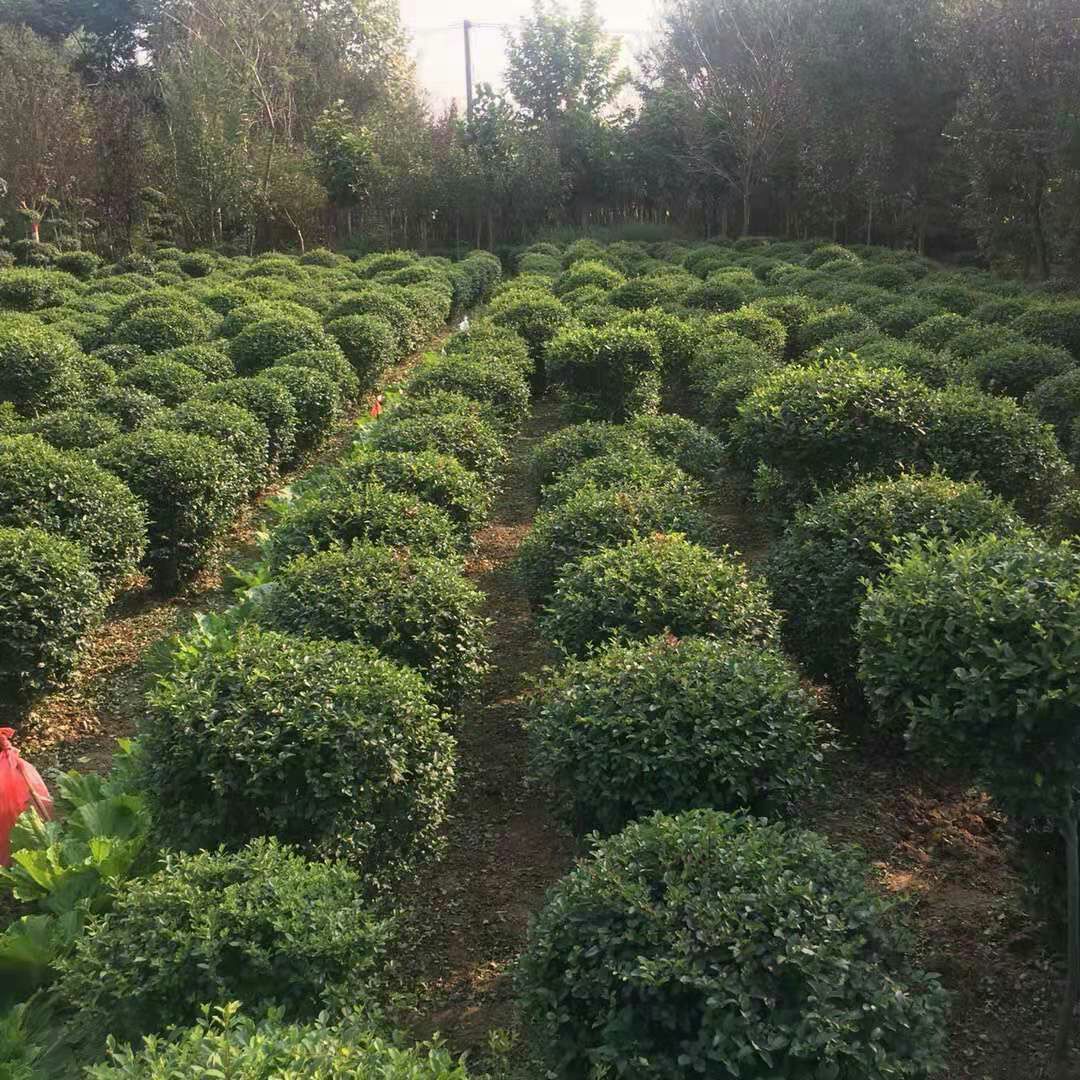 小叶女贞造型树  小叶女贞树苗金叶女贞绿化苗庭院别墅小区四季常青球形绿篱工程苗