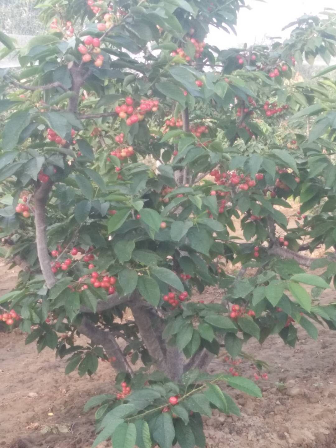 俄罗斯8号樱桃苗 