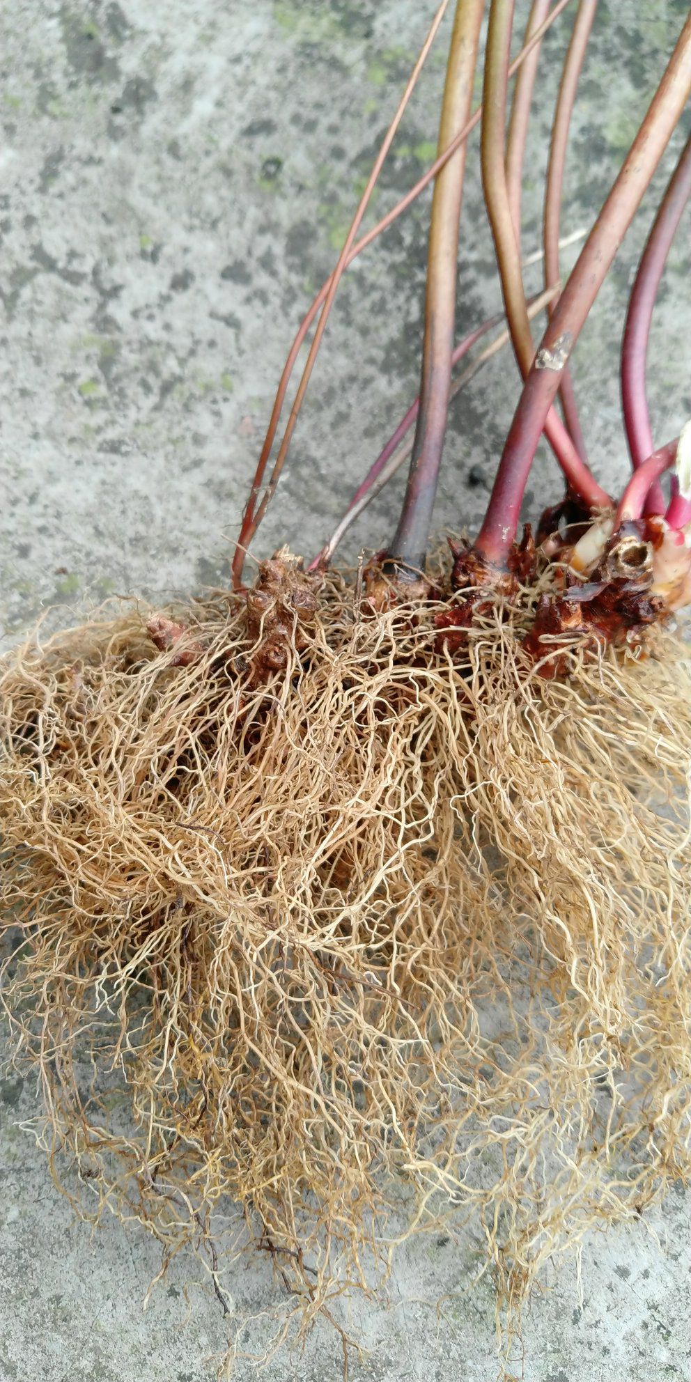 淫羊藿种苗 一年收2次的淫羊藿品种