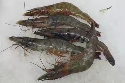 微山湖小龙虾 3-5钱 人工养殖 