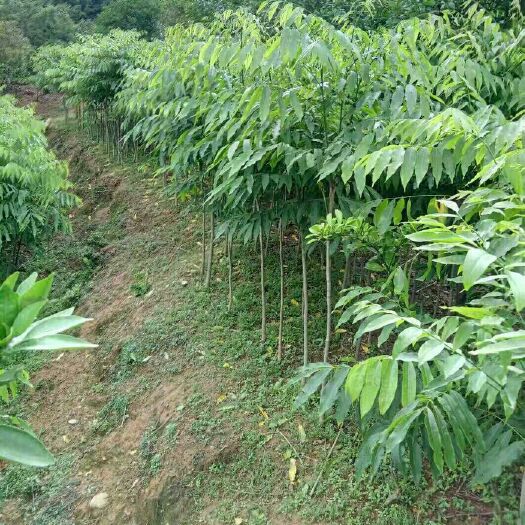 长汀县无患子树  基地园林绿化苗木苗 行道树 木患子 油患子苦患树 急售，便宜