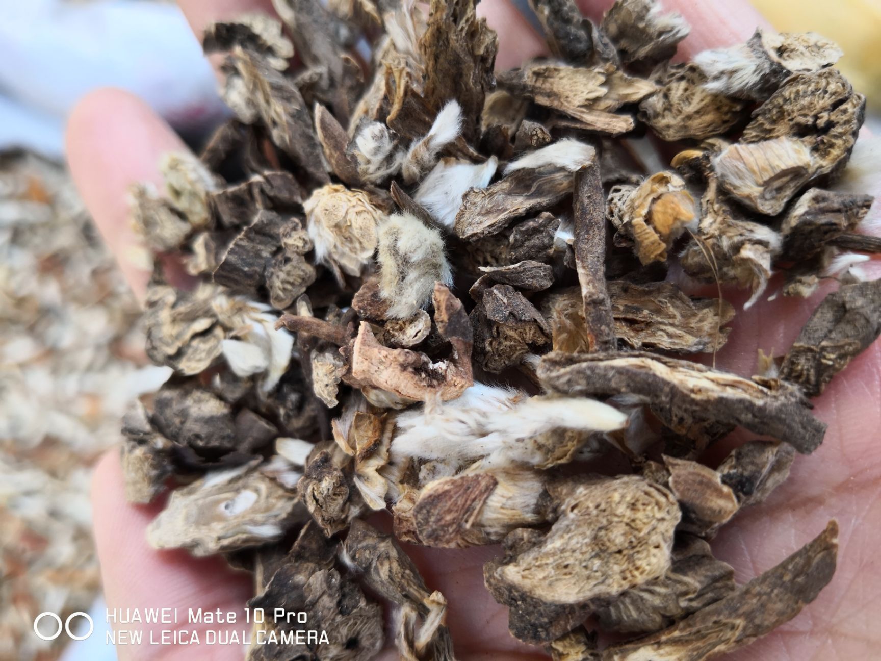 白头翁   干货   量大从优