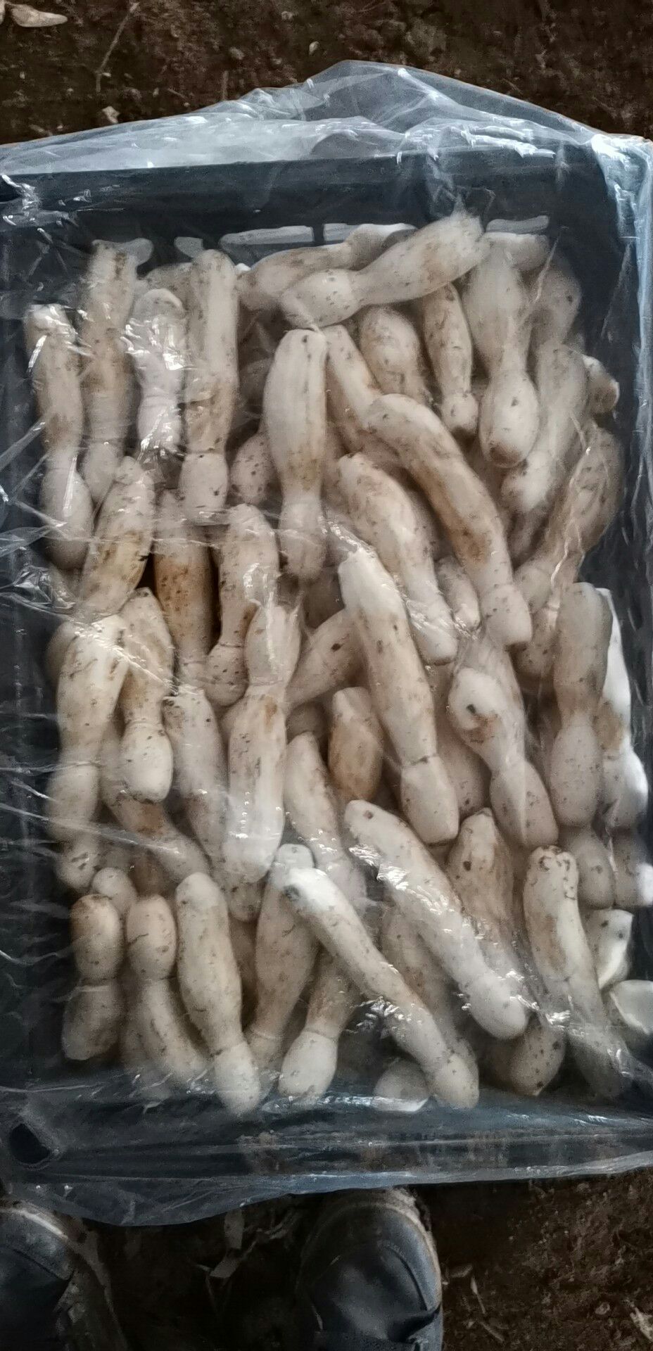 鸡腿菇 人工种植 鲜货 