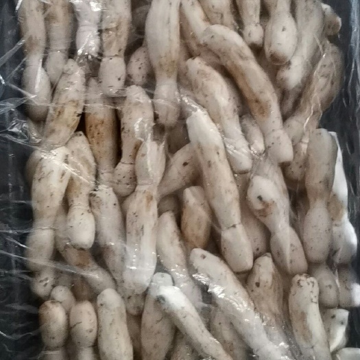 濮阳鸡腿菇 人工种植 鲜货 