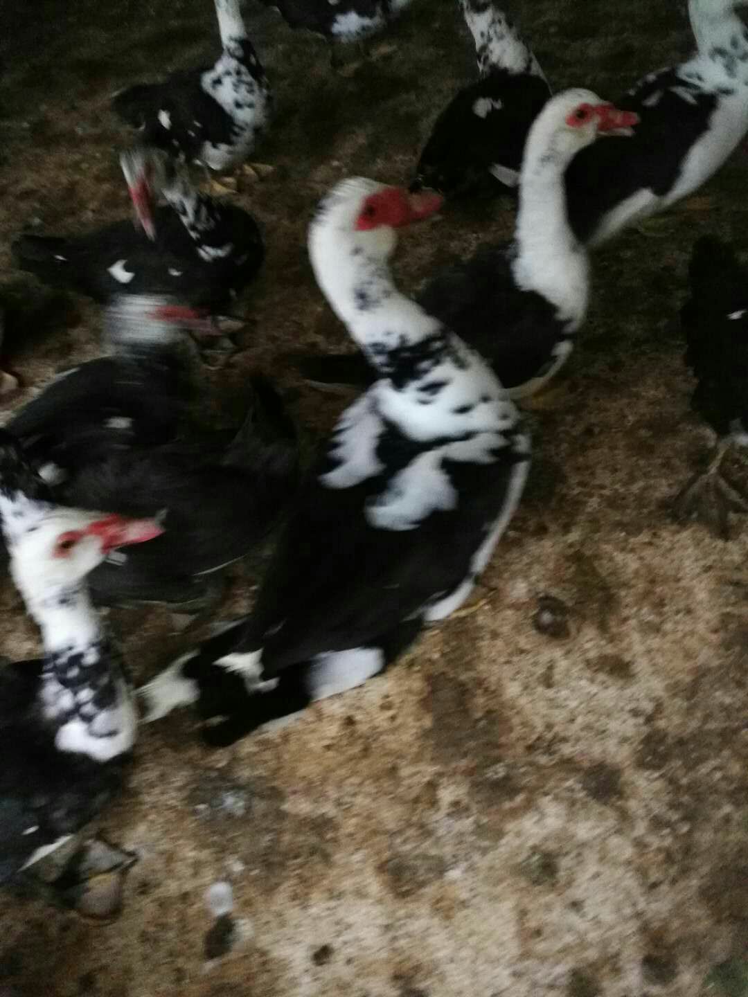 番鸭 8-9斤 统货 半圈养半散养 