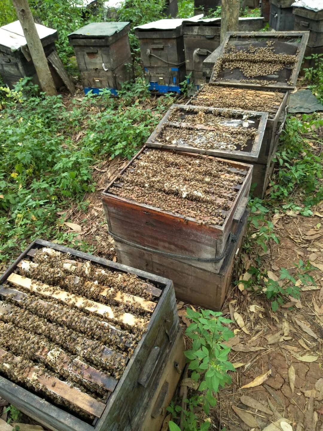 蜂蜡  24个月以上  纯正蜂蜡