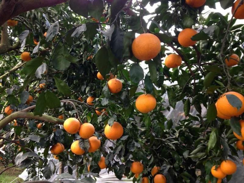 大雅柑苗 嫁接苗 0.35~0.5米 