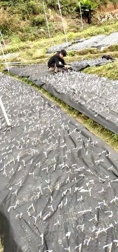 农技人员 嫁接工人