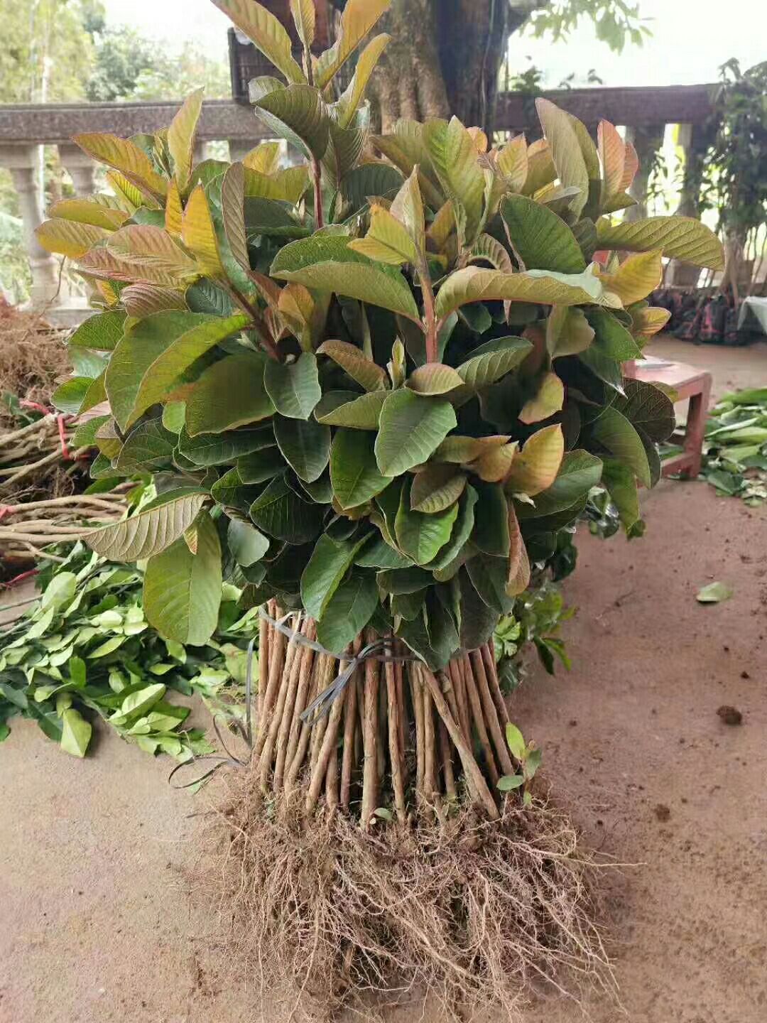 番石榴苗 红宝石番石榴