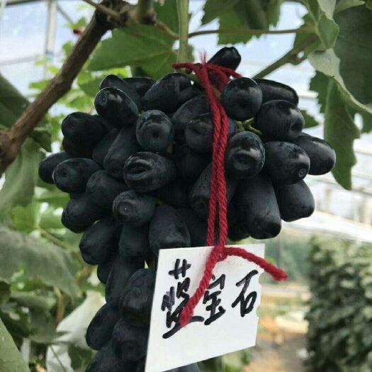 绛县蓝宝石葡萄苗 