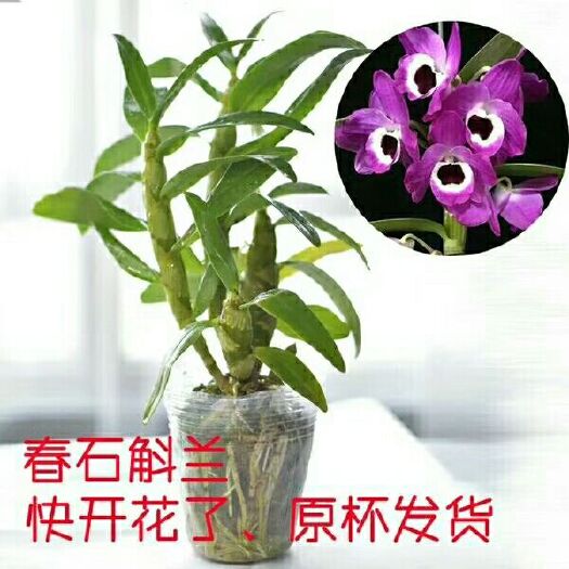 龙岩冰菜种子  春石斛苗  春石斛兰 美花石斛