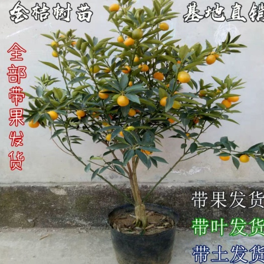 平邑县金桔苗 