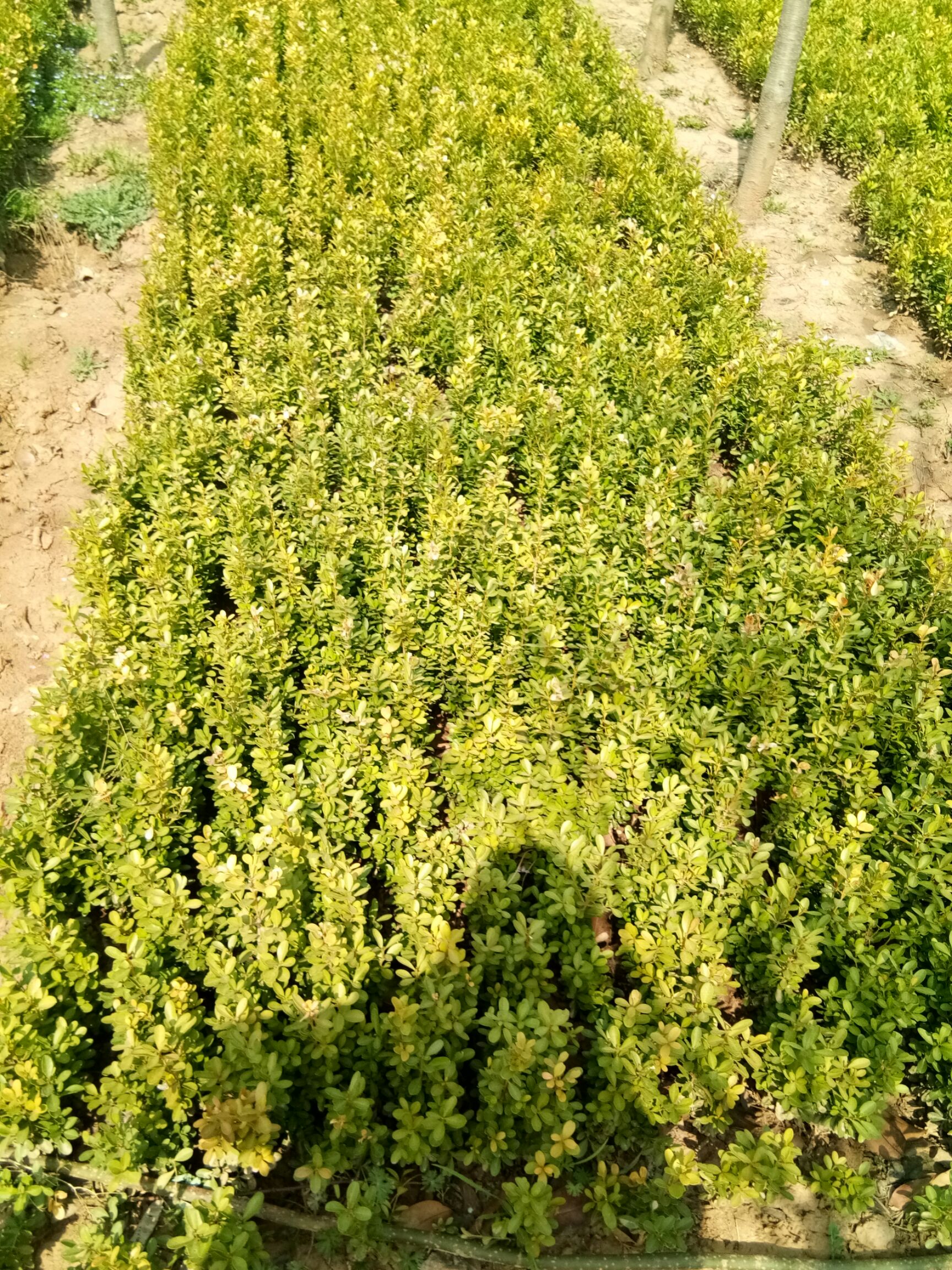 庭院绿篱植物造型树小叶黄杨树苗瓜子黄杨球盆景四季长青冬青树