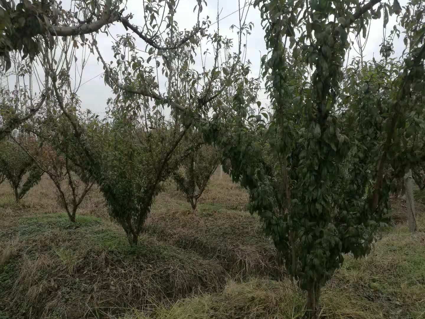 桃形李苗 