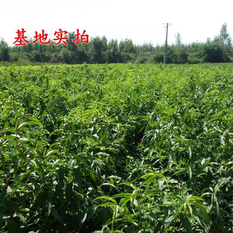 油桃苗 0.5~1米 