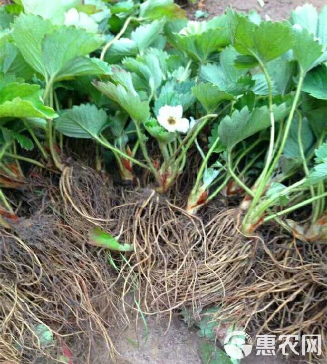 奶油草莓苗 10公分以下 地栽苗 