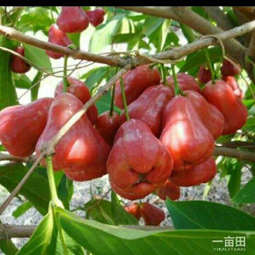 灵山县大叶红莲雾苗