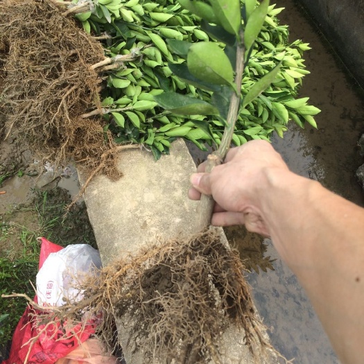 荔浦市伦晚脐橙苗 嫁接苗 0.5米 