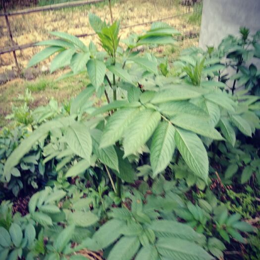 澜沧县接骨草 湿 