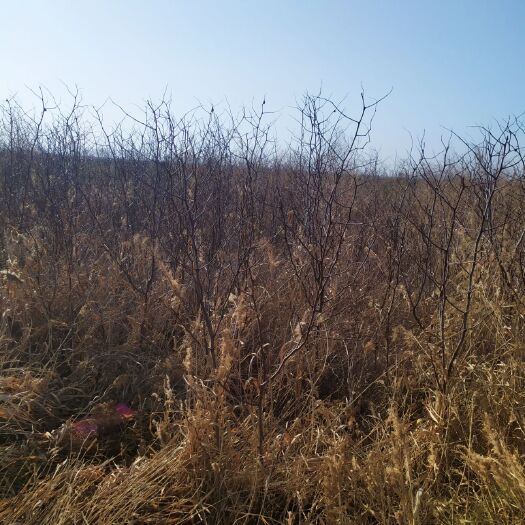 沧县冬枣树苗 