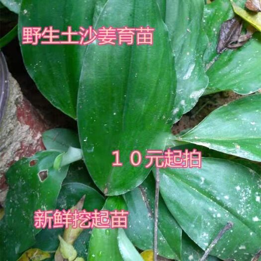 广州沙姜  广东土育苗山奈包粽子鸡小种