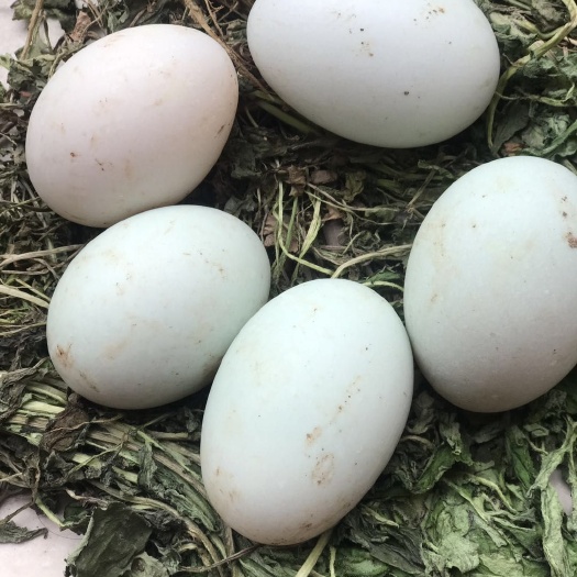 梓潼县土鸭蛋 食用 散装