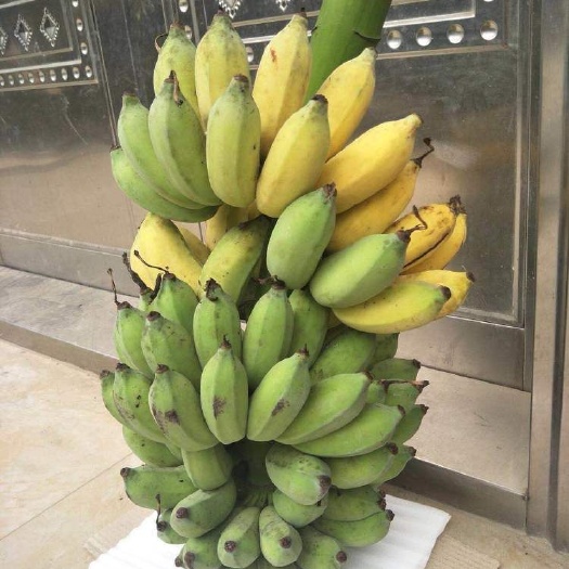 宾阳县粉蕉 七成熟 