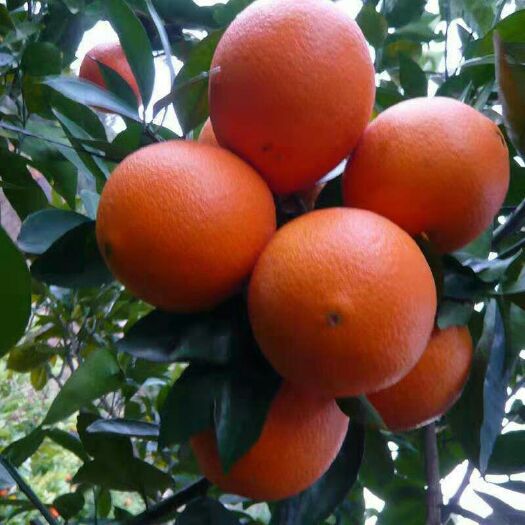 血橙苗 嫁接苗 0.5~1米