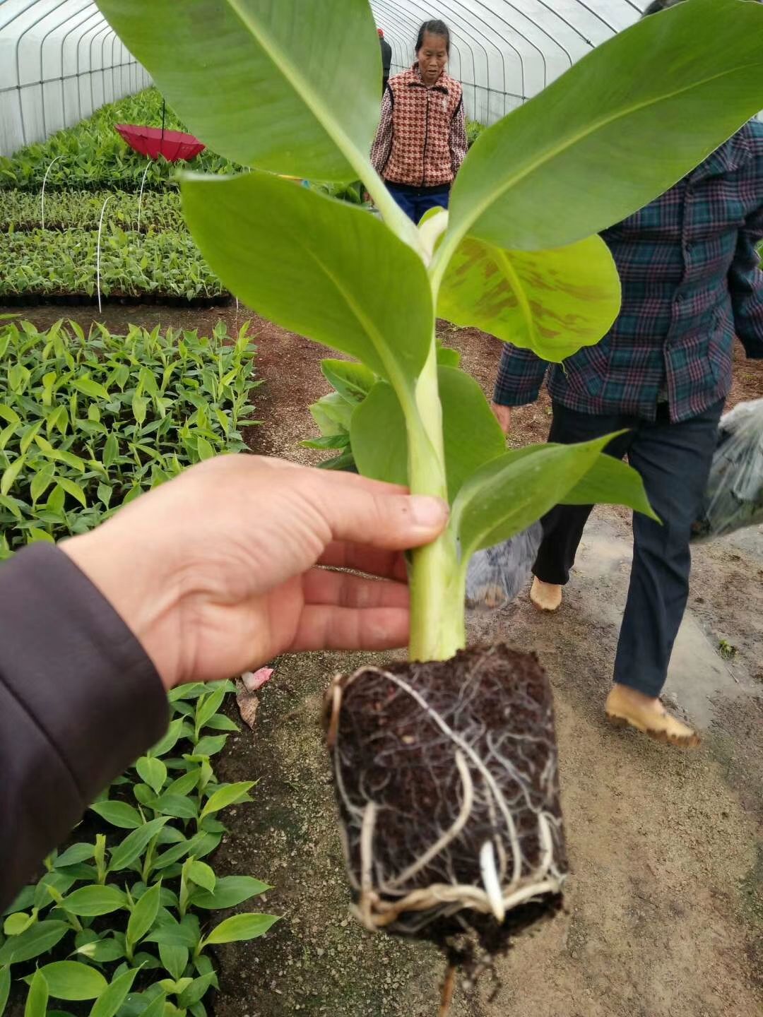 香蕉苗树苗芭蕉矮化皇帝蕉粉蕉红香蕉南方四季抗寒可盆栽当年结