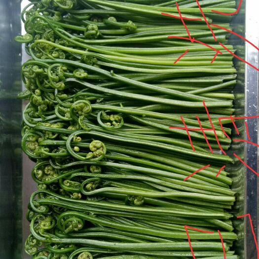 赣州野生蕨菜 鲜货 
