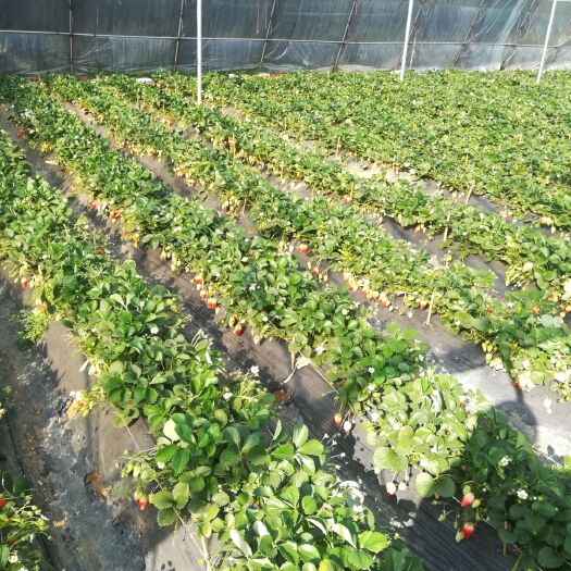 泰安妙香草莓苗 地栽苗 10~20公分