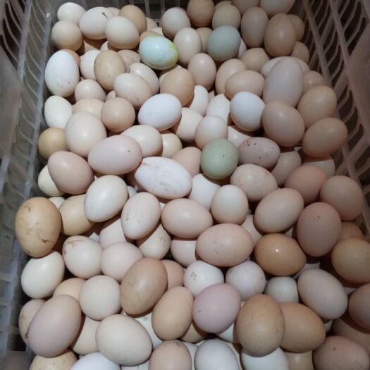 岚县土鸡蛋  简包装 食用 防震包装