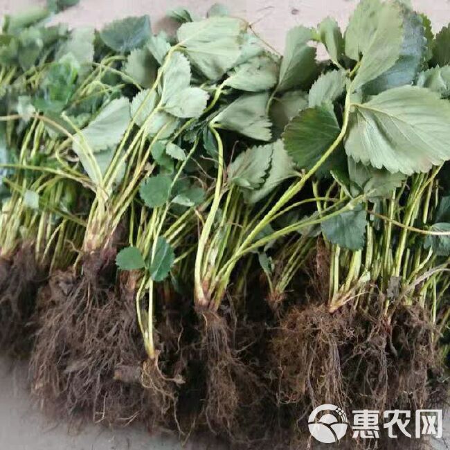 奶油草莓苗 10公分以下 地栽苗 