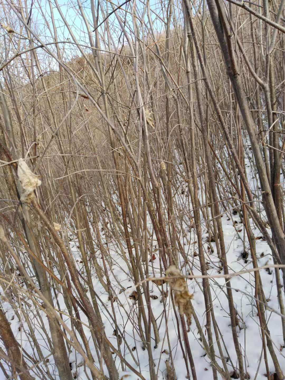 椴树