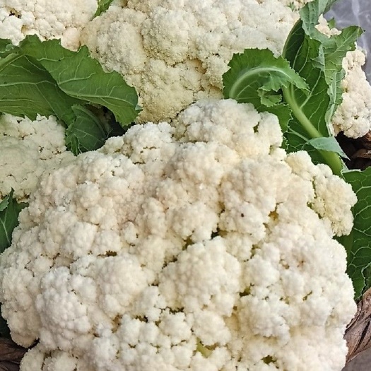 道真县白花菜花  松花，白面